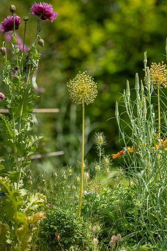 Bolbloesem in een bloembed