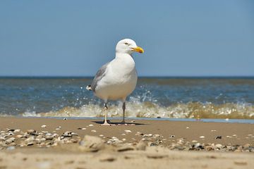 Herring gull on the coastline by Ad Jekel