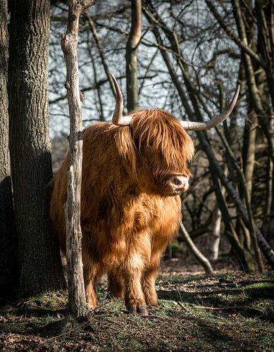 Golden Scottish Highlander