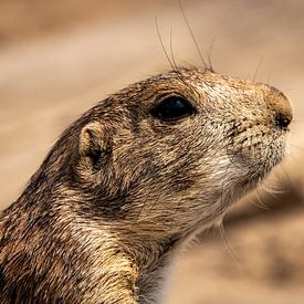 BSO Fotografie Profilfoto