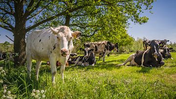 Koeien zoeken schaduw op van Marco de Graaff