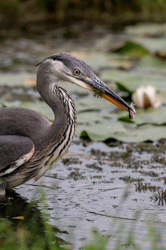 Blue heron with fish in beak by Leon Brouwer