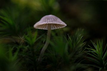 Licht in de duisternis tussen het mos, het groot mosklokje