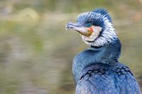 Cormorant
