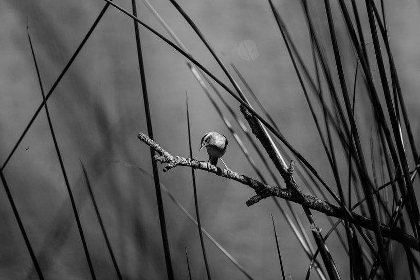 Teichrohrsänger, aber jetzt ohne Gesang von Erwin van Eekhout