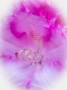 Coeur de fleur de rhododendron