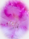 Rhododendron flower heart by Bob de Bruin thumbnail
