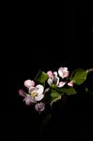 Fleur de pommier
