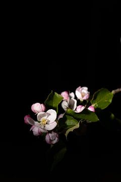 Lowkey appelbloesem roze bloem zwarte achtergrond van Lucia Leemans