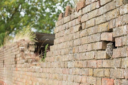 Steenuiltje in vervallen oude muur