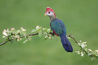 Roodkuiftoerako (Tauraco erythrolophus) van Ronald Pol thumbnail