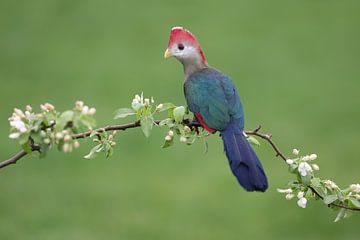 Roodkuiftoerako (Tauraco erythrolophus) van Ronald Pol