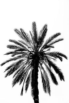 Palmboom in Sicilië | Italië