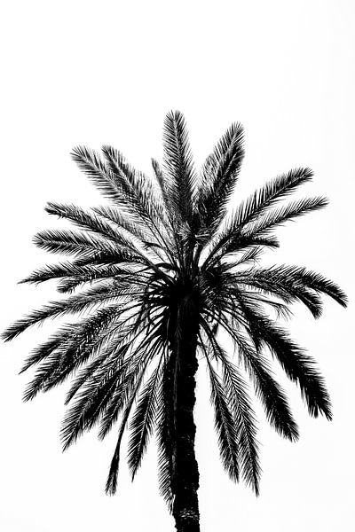 Palmboom in Sicilië | Italië van Photolovers reisfotografie
