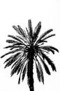 Palmboom in Sicilië | Italië van Photolovers reisfotografie thumbnail