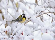 Close-up van een koolmees op een besneeuwde boom van ManfredFotos thumbnail