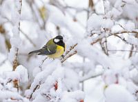 Close-up van een koolmees op een besneeuwde boom