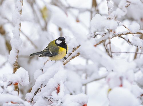 Close-up van een koolmees op een besneeuwde boom