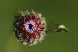 Thistle by Frank Smedts