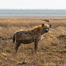 Hyäne in ihrem Lebensraum von Sjaak Kooijman
