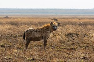 Hyena in zijn habitat