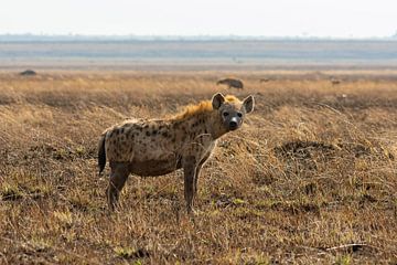Hyäne in ihrem Lebensraum