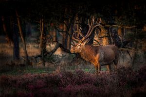 Watching the sunset von Ruud Peters