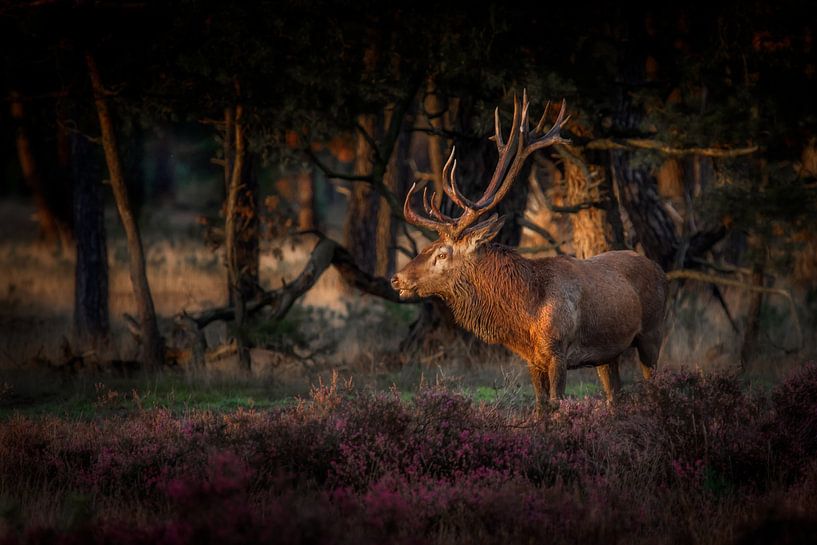 Watching the sunset von Ruud Peters