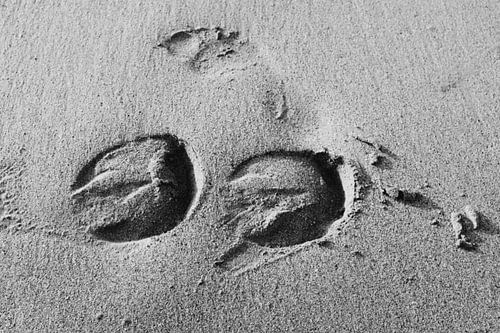 Huftiere zottelig schwarz und weiß