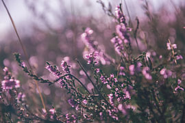 In violetten Sphären von Kimfaesdesign