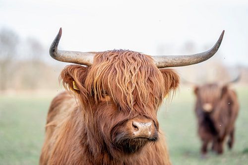 Blik van het Hoogland Een Schotse Hooglander in Focus