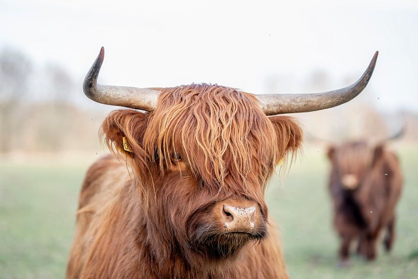 Blik van het Hoogland Een Schotse Hooglander in Focus van Femke Ketelaar