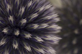 Ball thistle with reflection in the background by Marjolijn van den Berg