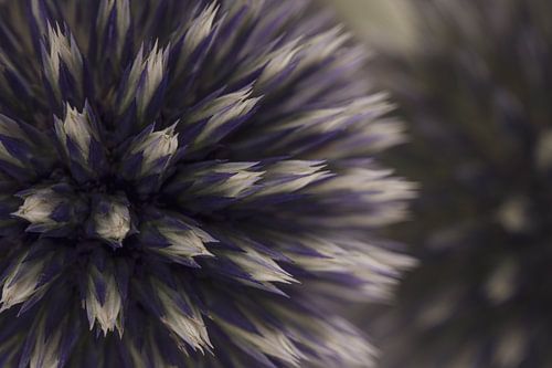 Kogeldistel met weerspiegeling in de achtergrond