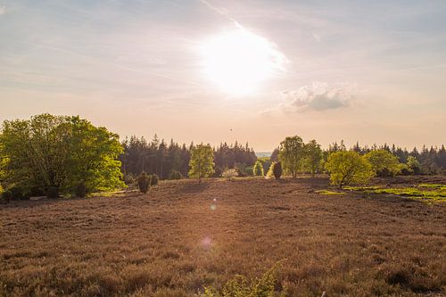 Warme avondzon over de heide op de Lemelerberg
