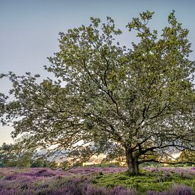 Betoverende Zonsondergang op de Bloeiende Heide van Schaopedobbe van Hans Kwaspen