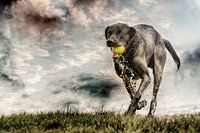Hond speelt met bal, artistiek