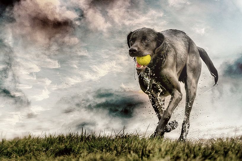 Hond speelt met bal, artistiek van Marcel Kieffer