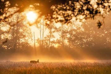 Deer under a golden sunray shower by Antoine van de Laar