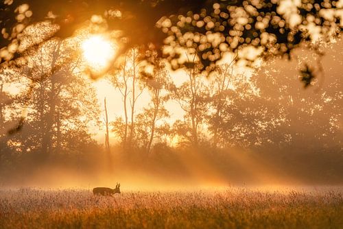 Reebok in het gouden licht