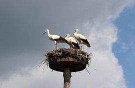 White stork by Matthias Brix