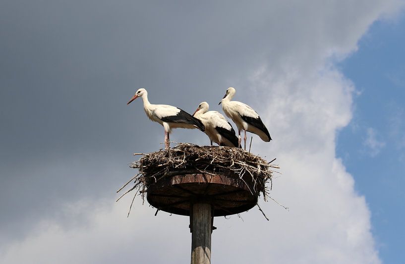 Weißstorch von Matthias Brix