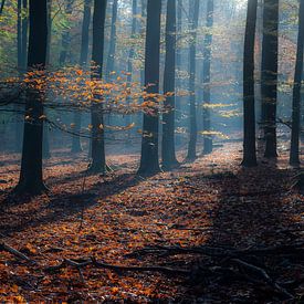 Autumn in the Speulderbos by Eelke Brandsma