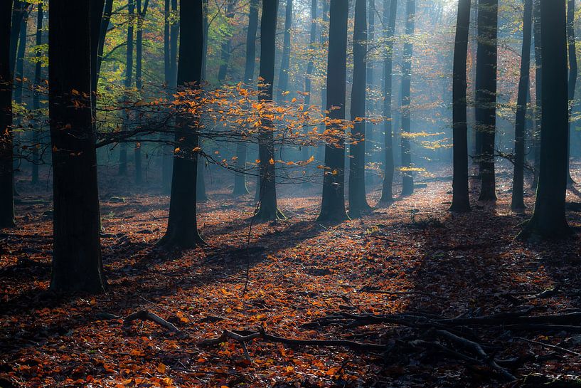 L'automne dans le Speulderbos par Eelke Brandsma