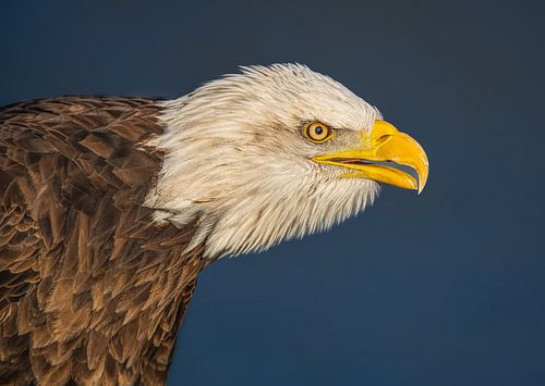 Aigle chauve européen
