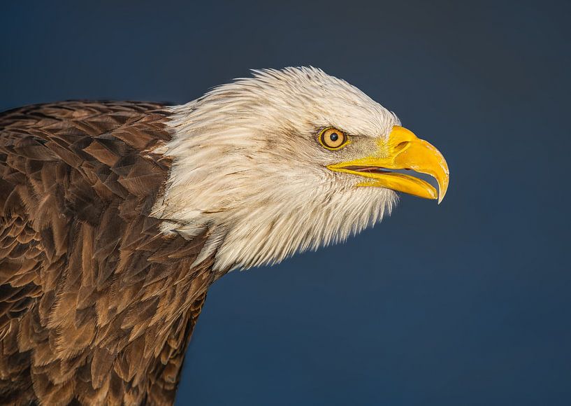 Weißkopfseeadler von Lies Bakker