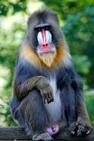 Mandrill