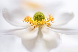 Magnificent Anemone van Bob Daalder