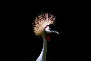 Grey crowned crane van BL Photography
