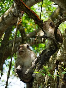 Twee Leeuwmakaken in een boom. van Sharon Steen Redeker